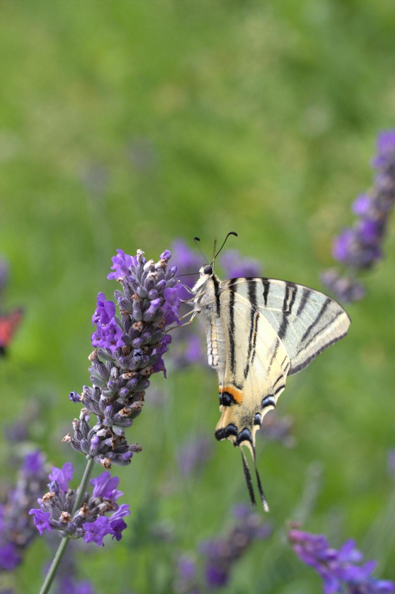 Agriturismo Ai Castioni Molveno Bagian luar foto